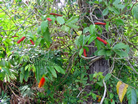 Bottle Brush type pf plant Trinidad Botanical Gardens